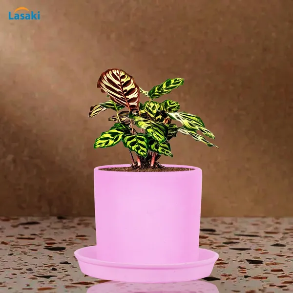 Sara_4_Inch_Purple_With_Plate_Purple_R5_Ceramic_Pots_For_Indoor_Plants,Planters,Flower,Gamla,Outdoor,Balcony,Home,Garden,Decor(Pot-H-10.5Cmxd-12Cm,Plate-H-2Xd-15Cm)