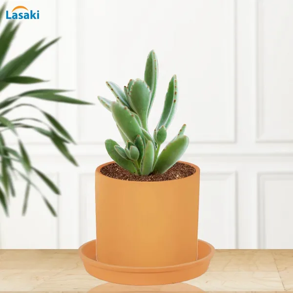 Sara_4_Inch_Ginger_With_Plate_Ginger_R5_Ceramic_Pots_For_Indoor_Plants,Planters,Flower,Gamla,Outdoor,Balcony,Home,Garden,Decor(Pot-H-10.5Cmxd-12Cm,Plate-H-2Xd-15Cm)