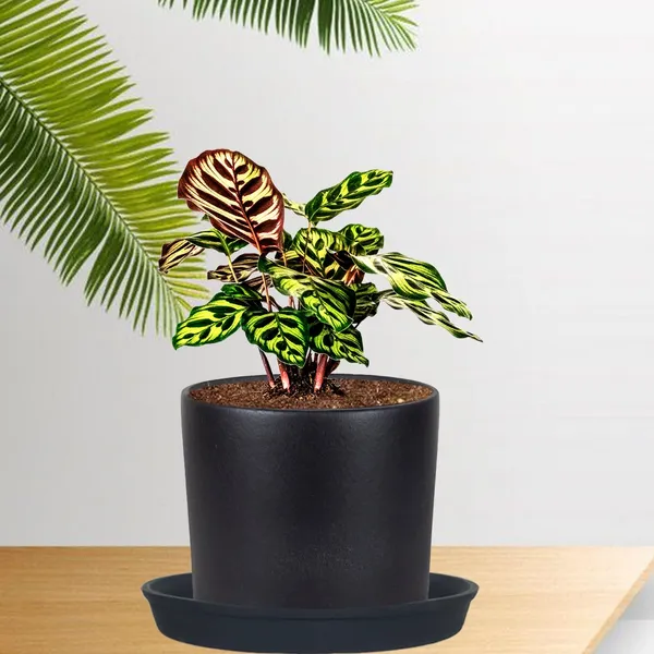 Sara_4_Inch_Black_With_Plate_Black_R5_Ceramic_Pots_For_Indoor_Plants,Planters,Flower,Gamla,Outdoor,Balcony,Home,Garden,Decor(Pot-H-10.5Cmxd-12Cm,Plate-H-2Xd-15Cm)