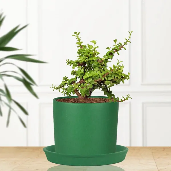 Sara_4_Inch_Deep_Jungle_With_Plate_Deep_Jungle_R5_Ceramic_Pots_For_Indoor_Plants,Planters,Flower,Gamla,Balcony,Home,Garden,Decor(Pot-H-10.5Cmxd-12Cm,Plate-H-2Xd-15Cm)
