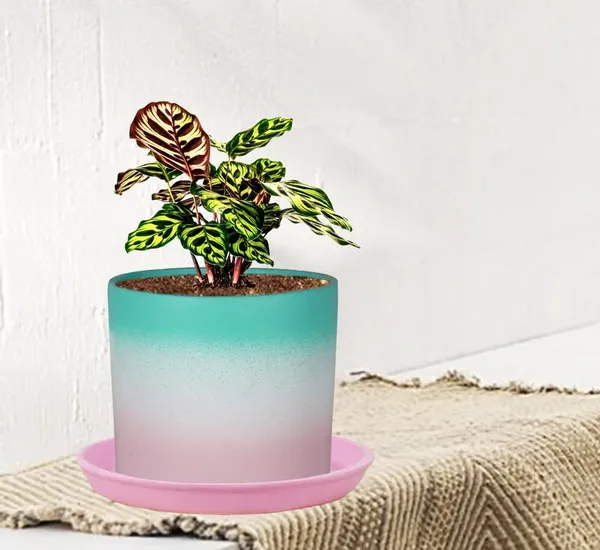 Sara_4_Inch_3T_Pwa_With_Plate_Pink_R5_Ceramic_Pots_For_Indoor_Plants,Planters,Flower,Gamla,Outdoor,Balcony,Home,Garden,Decor(Pot-H-10.5Cmxd-12Cm,Plate-H-2Xd-15Cm)