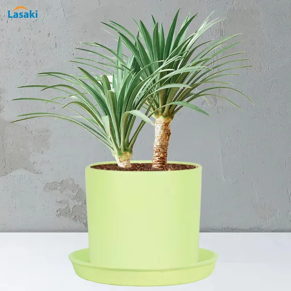 Sara_5_Inch_Mint_With_Plate_Mint_R6_Ceramic_Pots_For_Indoor_Plants,Planters,Flower,Gamla,Outdoor,Balcony,Home,Garden,Decor(Pot-H-13Cmxd-14Cm,Plate-H-2.5Xd-16Cm)