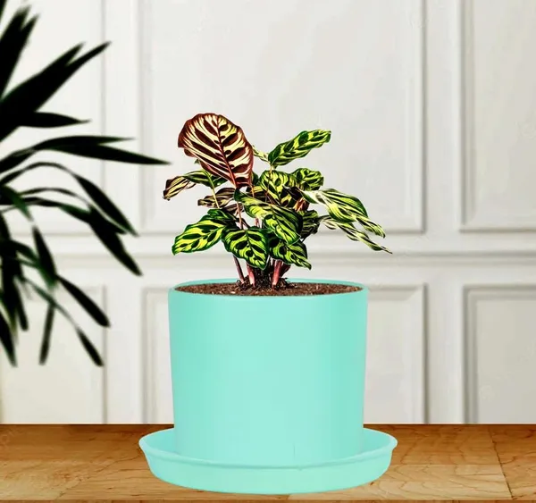 Sara_5_Inch_Aqua_With_Plate_Aqua_R6_Ceramic_Pots_For_Indoor_Plants,Planters,Flower,Gamla,Outdoor,Balcony,Home,Garden,Decor(Pot-H-13Cmxd-14Cm,Plate-H-2.5Xd-16Cm)