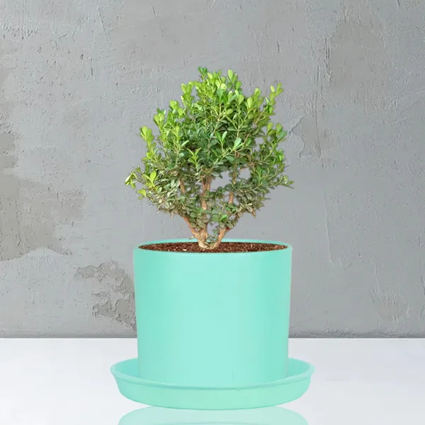 Sara_5_Inch_Aqua_With_Plate_Aqua_R6_Ceramic_Pots_For_Indoor_Plants,Planters,Flower,Gamla,Outdoor,Balcony,Home,Garden,Decor(Pot-H-13Cmxd-14Cm,Plate-H-2.5Xd-16Cm)