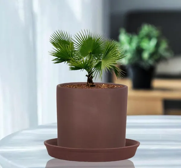 Sara_5_Inch_Truffle_With_Plate_Truffle_R6_Ceramic_Pots_For_Indoor_Plants,Planters,Flower,Gamla,Outdoor,Balcony,Home,Garden,Decor(Pot-H-13Cmxd-14Cm,Plate-H-2.5Xd-16Cm)