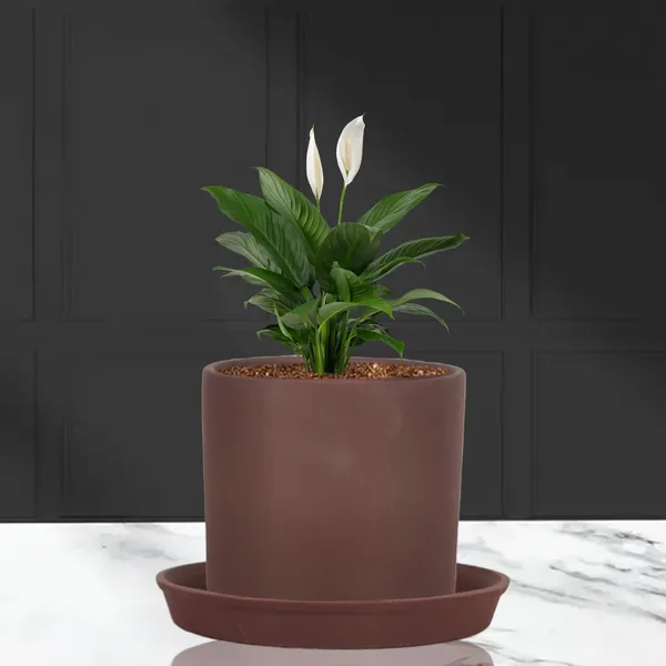 Sara_5_Inch_Truffle_With_Plate_Truffle_R6_Ceramic_Pots_For_Indoor_Plants,Planters,Flower,Gamla,Outdoor,Balcony,Home,Garden,Decor(Pot-H-13Cmxd-14Cm,Plate-H-2.5Xd-16Cm)
