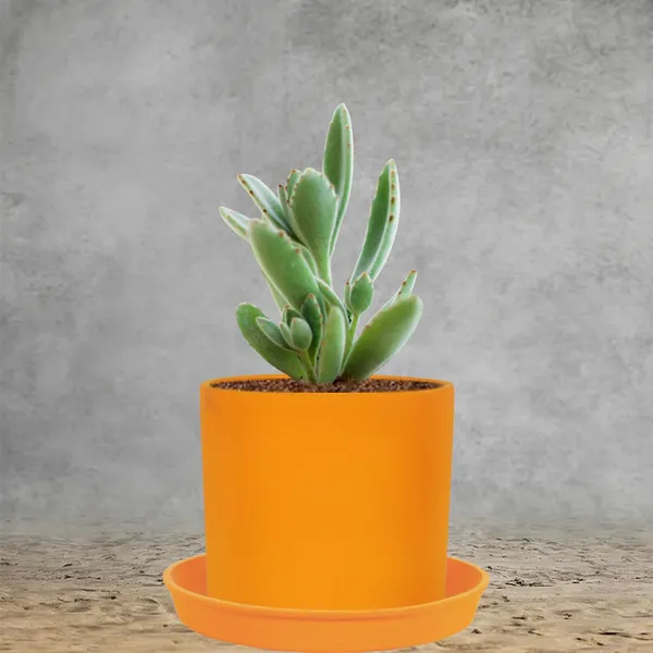 Sara_5_Inch_Lily_With_Plate_Lily_R6_Ceramic_Pots_For_Indoor_Plants,Planters,Flower,Gamla,Outdoor,Balcony,Home,Garden,Decor(Pot-H-13Cmxd-14Cm,Plate-H-2.5Xd-16Cm)