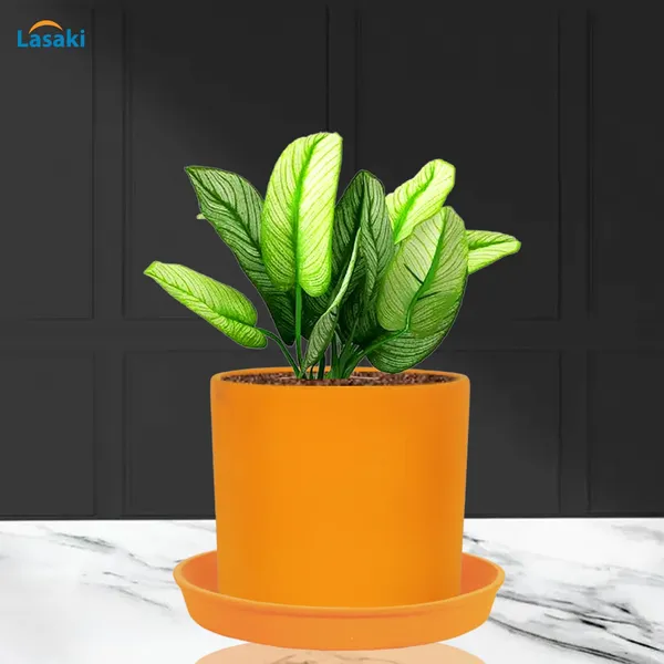Sara_5_Inch_Lily_With_Plate_Lily_R6_Ceramic_Pots_For_Indoor_Plants,Planters,Flower,Gamla,Outdoor,Balcony,Home,Garden,Decor(Pot-H-13Cmxd-14Cm,Plate-H-2.5Xd-16Cm)