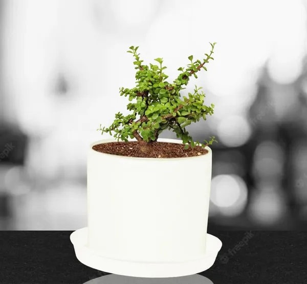 Sara_5_Inch_White_With_Plate_White_R6_Ceramic_Pots_For_Indoor_Plants,Planters,Flower,Gamla,Outdoor,Balcony,Home,Garden,Decor(Pot-H-13Cmxd-14Cm,Plate-H-2.5Xd-16Cm)