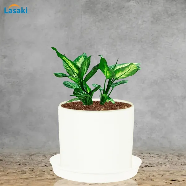 Sara_5_Inch_White_With_Plate_White_R6_Ceramic_Pots_For_Indoor_Plants,Planters,Flower,Gamla,Outdoor,Balcony,Home,Garden,Decor(Pot-H-13Cmxd-14Cm,Plate-H-2.5Xd-16Cm)