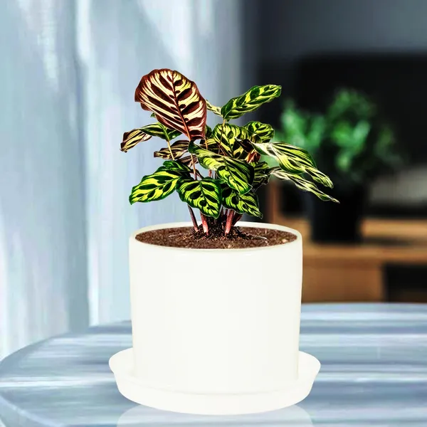 Sara_5_Inch_White_With_Plate_White_R6_Ceramic_Pots_For_Indoor_Plants,Planters,Flower,Gamla,Outdoor,Balcony,Home,Garden,Decor(Pot-H-13Cmxd-14Cm,Plate-H-2.5Xd-16Cm)