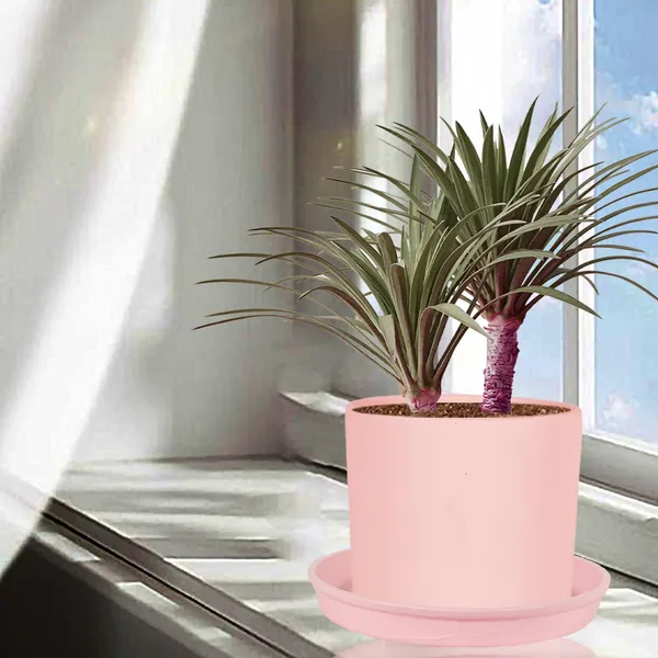 Sara_5_Inch_Pink_With_Plate_Pink_R6_Ceramic_Pots_For_Indoor_Plants,Planters,Flower,Gamla,Outdoor,Balcony,Home,Garden,Decor(Pot-H-13Cmxd-14Cm,Plate-H-2.5Xd-16Cm)