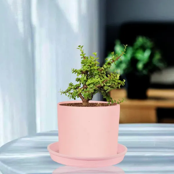 Sara_5_Inch_Pink_With_Plate_Pink_R6_Ceramic_Pots_For_Indoor_Plants,Planters,Flower,Gamla,Outdoor,Balcony,Home,Garden,Decor(Pot-H-13Cmxd-14Cm,Plate-H-2.5Xd-16Cm)