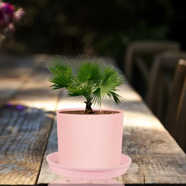Sara_5_Inch_Pink_With_Plate_Pink_R6_Ceramic_Pots_For_Indoor_Plants,Planters,Flower,Gamla,Outdoor,Balcony,Home,Garden,Decor(Pot-H-13Cmxd-14Cm,Plate-H-2.5Xd-16Cm)