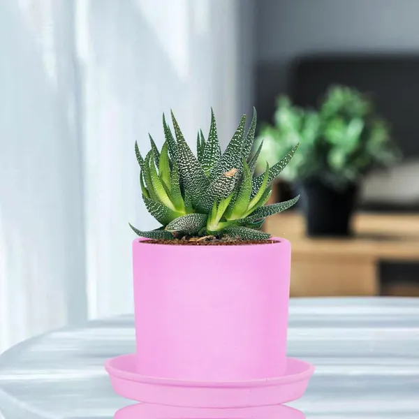 Sara_5_Inch_Purple_With_Plate_Purple_R6_Ceramic_Pots_For_Indoor_Plants,Planters,Flower,Gamla,Outdoor,Balcony,Home,Garden,Decor(Pot-H-13Cmxd-14Cm,Plate-H-2.5Xd-16Cm)