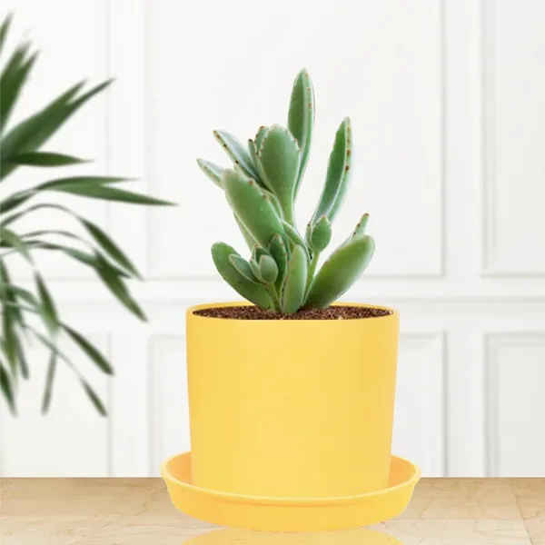 Sara_5_Inch_Saffron_With_Plate_Saffron_R6_Ceramic_Pots_For_Indoor_Plants,Planters,Flower,Gamla,Outdoor,Balcony,Home,Garden,Decor(Pot-H-13Cmxd-14Cm,Plate-H-2.5Xd-16Cm)
