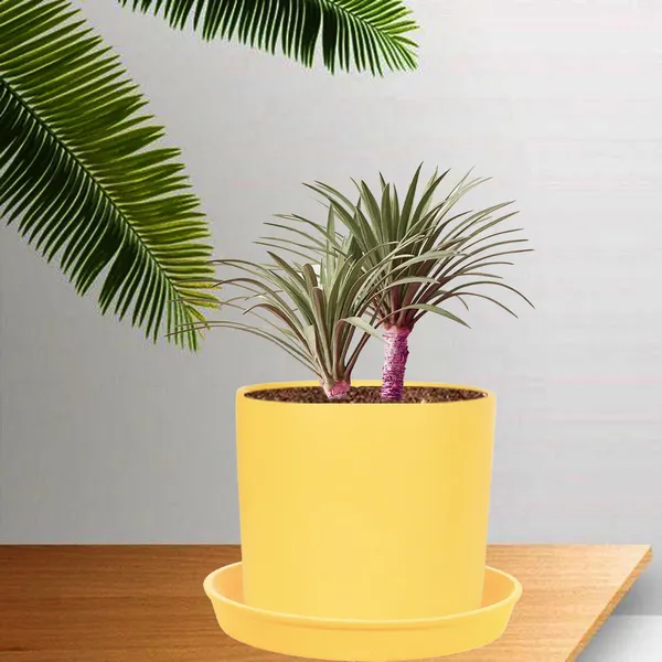 Sara_5_Inch_Saffron_With_Plate_Saffron_R6_Ceramic_Pots_For_Indoor_Plants,Planters,Flower,Gamla,Outdoor,Balcony,Home,Garden,Decor(Pot-H-13Cmxd-14Cm,Plate-H-2.5Xd-16Cm)