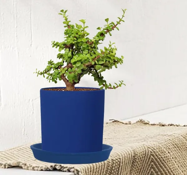 Sara_5_Inch_Blue_With_Plate_Blue_R6_Ceramic_Pots_For_Indoor_Plants,Planters,Flower,Gamla,Outdoor,Balcony,Home,Garden,Decor(Pot-H-13Cmxd-14Cm,Plate-H-2.5Xd-16Cm)