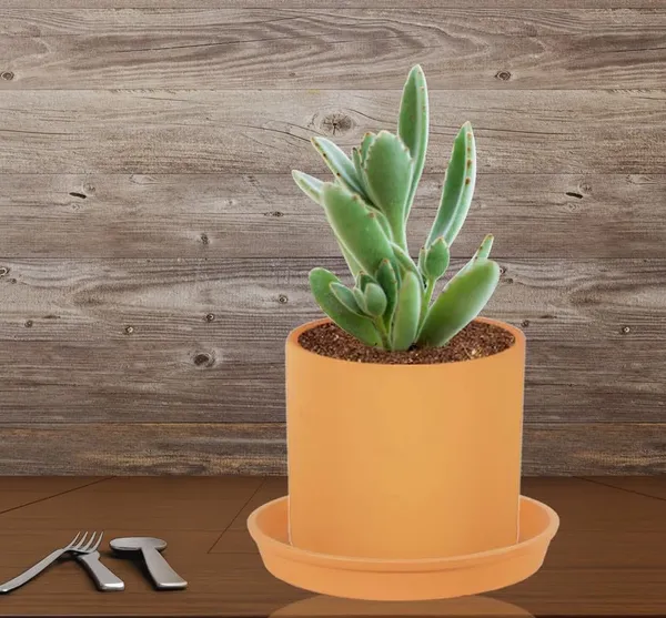 Sara_5_Inch_Ginger_With_Plate_Ginger_R6_Ceramic_Pots_For_Indoor_Plants,Planters,Flower,Gamla,Outdoor,Balcony,Home,Garden,Decor(Pot-H-13Cmxd-14Cm,Plate-H-2.5Xd-16Cm)