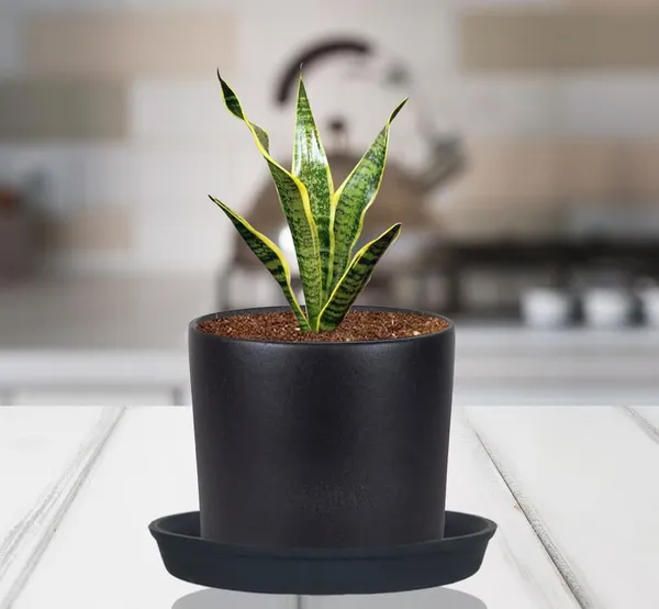 Sara_5_Inch_Black_With_Plate_Black_R6_Ceramic_Pots_For_Indoor_Plants,Planters,Flower,Gamla,Outdoor,Balcony,Home,Garden,Decor(Pot-H-13Cmxd-14Cm,Plate-H-2.5Xd-16Cm)