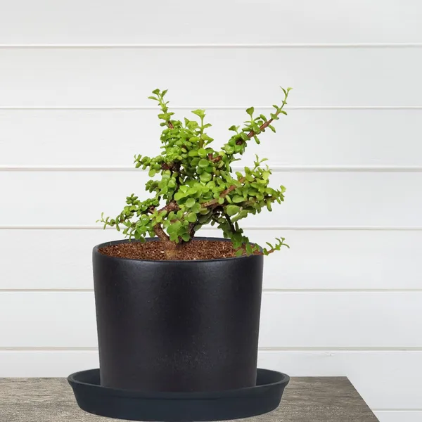 Sara_5_Inch_Black_With_Plate_Black_R6_Ceramic_Pots_For_Indoor_Plants,Planters,Flower,Gamla,Outdoor,Balcony,Home,Garden,Decor(Pot-H-13Cmxd-14Cm,Plate-H-2.5Xd-16Cm)