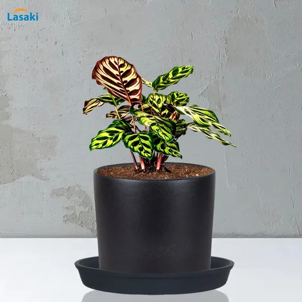Sara_5_Inch_Black_With_Plate_Black_R6_Ceramic_Pots_For_Indoor_Plants,Planters,Flower,Gamla,Outdoor,Balcony,Home,Garden,Decor(Pot-H-13Cmxd-14Cm,Plate-H-2.5Xd-16Cm)