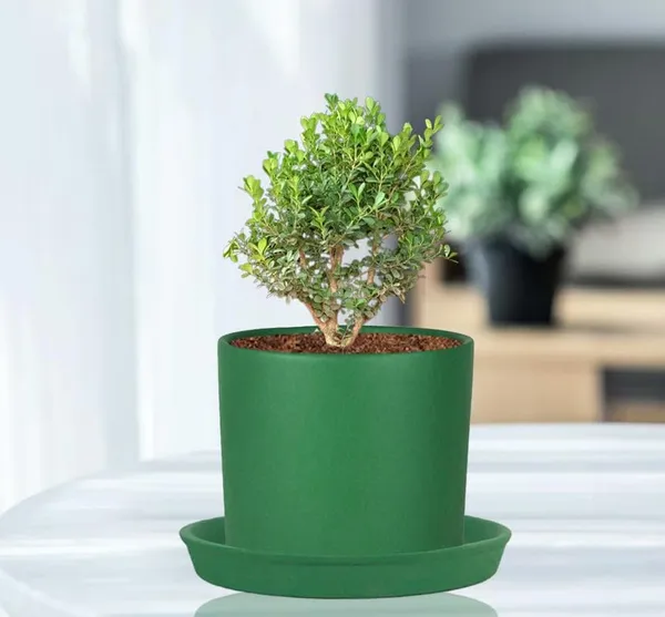 Sara_5_Inch_Deep_Jungle_With_Plate_Deep_Jungle_R6_Ceramic_Pots_For_Indoor_Plants,Planters,Flower,Gamla,Balcony,Home,Garden,Decor(Pot-H-13Cmxd-14Cm,Plate-H-2.5Xd-16Cm)