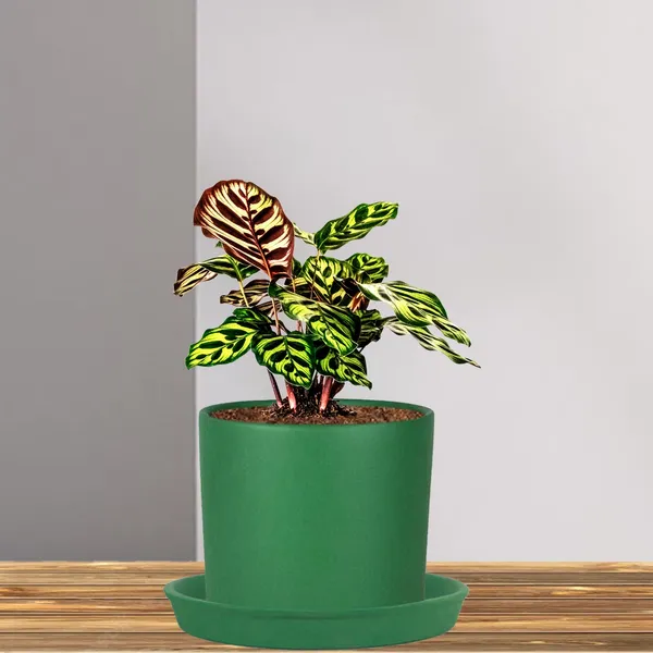 Sara_5_Inch_Deep_Jungle_With_Plate_Deep_Jungle_R6_Ceramic_Pots_For_Indoor_Plants,Planters,Flower,Gamla,Balcony,Home,Garden,Decor(Pot-H-13Cmxd-14Cm,Plate-H-2.5Xd-16Cm)