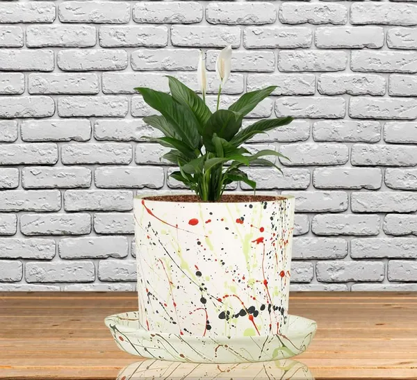 Sara_5_Inch_Multi_With_Plate_Multi_R6_Ceramic_Pots_For_Indoor_Plants,Planters,Flower,Gamla,Outdoor,Balcony,Home,Garden,Decor(Pot-H-13Cmxd-14Cm,Plate-H-2.5Xd-16Cm)