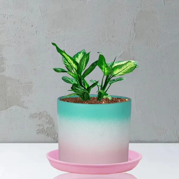 Sara_5_Inch_3T_Pwa_With_Plate_Pink_R6_Ceramic_Pots_For_Indoor_Plants,Planters,Flower,Gamla,Outdoor,Balcony,Home,Garden,Decor(Pot-H-13Cmxd-14Cm,Plate-H-2.5Xd-16Cm)