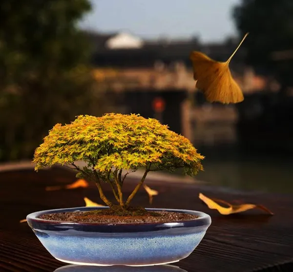 Flora_Multi_Ceramic_Pots_For_Indoor_Plants,Bonsai,Planters,Gamla,Outdoor,Balcony,Home,Garden,Office_Decor,Succulent(L_-_45.5_X_W_-_31.5_X_H_-_11_Cm)