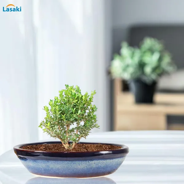 Flora_Multi_Ceramic_Pots_For_Indoor_Plants,Bonsai,Planters,Gamla,Outdoor,Balcony,Home,Garden,Office_Decor,Succulent(L_-_45.5_X_W_-_31.5_X_H_-_11_Cm)