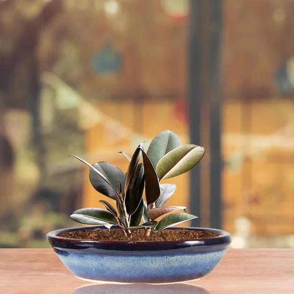 Flora_Multi_Ceramic_Pots_For_Indoor_Plants,Bonsai,Planters,Gamla,Outdoor,Balcony,Home,Garden,Office_Decor,Succulent(L_-_45.5_X_W_-_31.5_X_H_-_11_Cm)
