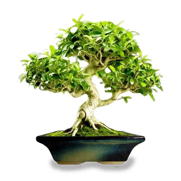 Urban_Multi_Ceramic_Pots_For_Indoor_Plants,Bonsai,Planters,Gamla,Outdoor,Balcony,Home,Garden,Office_Decor,Succulent(L_-_35_X_W_-_23_X_H_-_11_Cm)