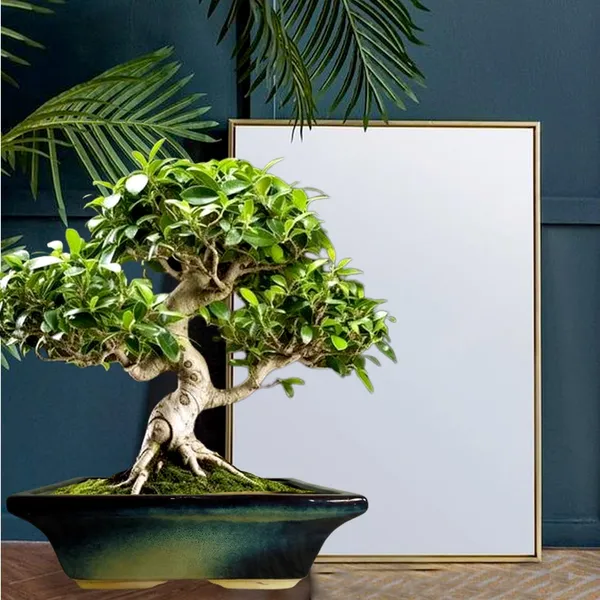 Urban_Multi_Ceramic_Pots_For_Indoor_Plants,Bonsai,Planters,Gamla,Outdoor,Balcony,Home,Garden,Office_Decor,Succulent(L_-_35_X_W_-_23_X_H_-_11_Cm)