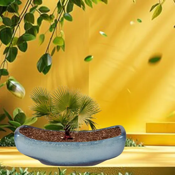Skiff_Multi_Ceramic_Pots_For_Indoor_Plants,Bonsai,Planters,Gamla,Outdoor,Balcony,Home,Garden,Office_Decor,Succulent(L_-_28_X_W_-_10.5_X_H_-_10_Cm)