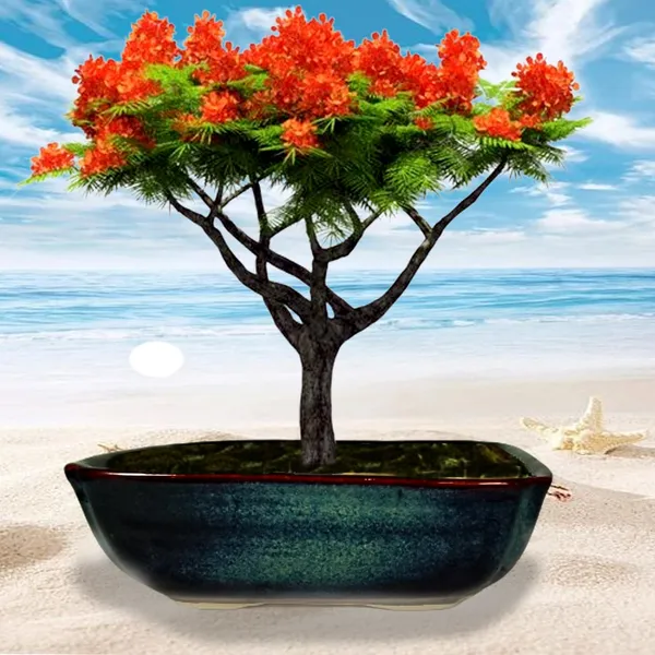 Moss_Medium_Multi_Ceramic_Pots_For_Indoor_Plants,Bonsai,Planters,Gamla,Outdoor,Balcony,Home,Garden,Office_Decor,Succulent(L_-_27_X_W_-_18.5_X_H_-_9_Cm)