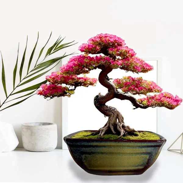 Moss_Small_Multi_Ceramic_Pots_For_Indoor_Plants,Bonsai,Planters,Gamla,Outdoor,Balcony,Home,Garden,Office_Decor,Succulent(L_-_20_X_W_-_13.5_X_H_-_8.5_Cm)
