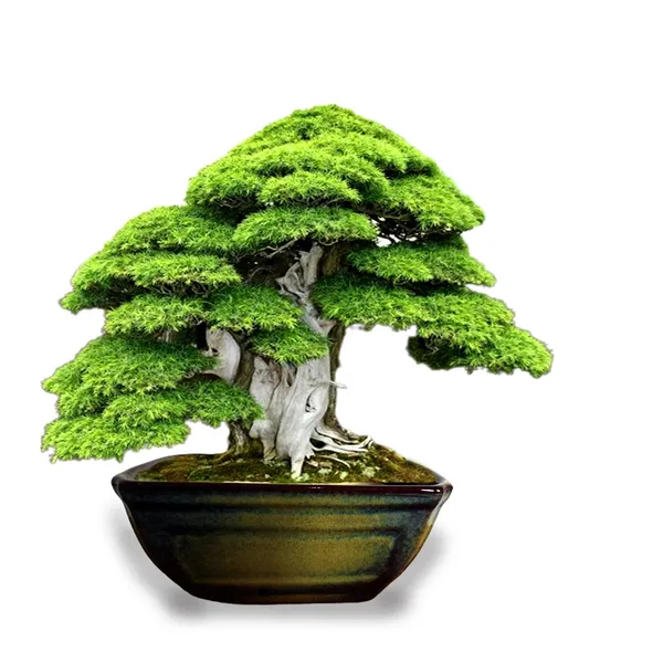 Moss_Small_Multi_Ceramic_Pots_For_Indoor_Plants,Bonsai,Planters,Gamla,Outdoor,Balcony,Home,Garden,Office_Decor,Succulent(L_-_20_X_W_-_13.5_X_H_-_8.5_Cm)