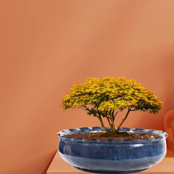 Twist_Medium_Multi_Ceramic_Pots_For_Indoor_Plants,Bonsai,Planters,Gamla,Outdoor,Balcony,Home,Garden,Office_Decor,Succulent(H-8.5_X_D-23.5_Cm)