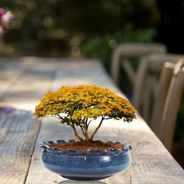 Twist_Small_Multi_Ceramic_Pots_For_Indoor_Plants,Bonsai,Planters,Gamla,Outdoor,Balcony,Home,Garden,Office_Decor,Succulent(H-6.5_X_D-16.5_Cm)