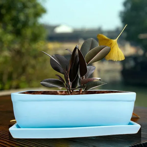 Rectangle_Aqua_Rec003_With_Plate_Aqua_Rec003_Ceramic_Pots_For_Indoor_Plants,Bonsai,Planters,Gamla,Outdoor,Balcony,Home,Garden,Succulent