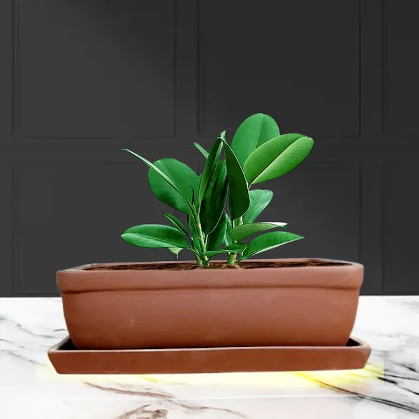 Rectangle_Truffle_Rec003_With_Plate_Truffle_Rec003_Ceramic_Pots_For_Indoor_Plants,Bonsai,Planters,Gamla,Outdoor,Balcony,Home,Garden,Succulent