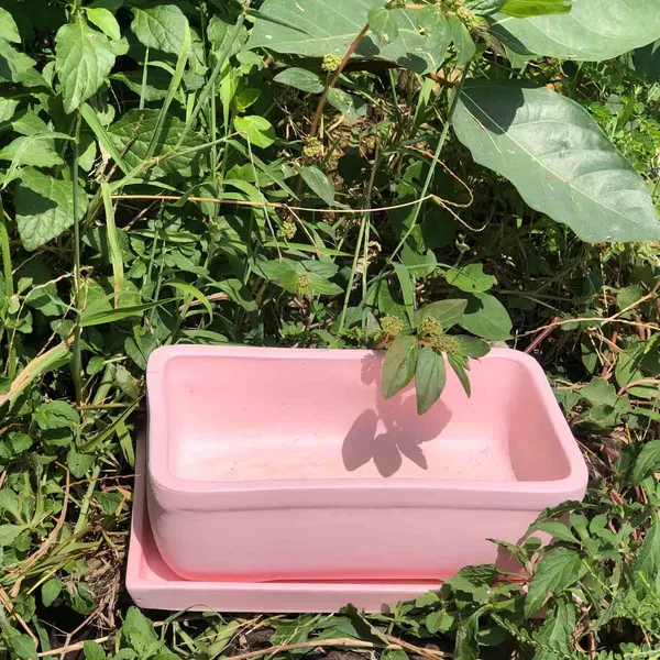 Rectangle_Pink_Rec003_With_Plate_Pink_Rec003_Ceramic_Pots_For_Indoor_Plants,Bonsai,Planters,Gamla,Outdoor,Balcony,Home,Garden,Succulent