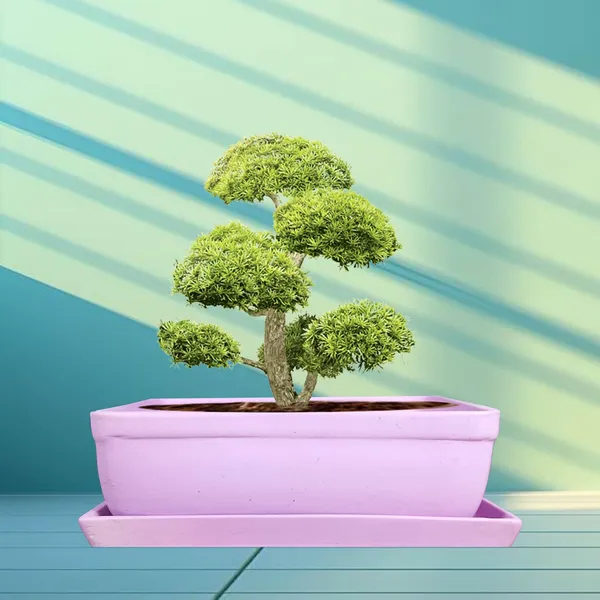 Rectangle_Purple_Rec003_With_Plate_Purple_Rec003_Ceramic_Pots_For_Indoor_Plants,Bonsai,Planters,Gamla,Outdoor,Balcony,Home,Garden,Succulent