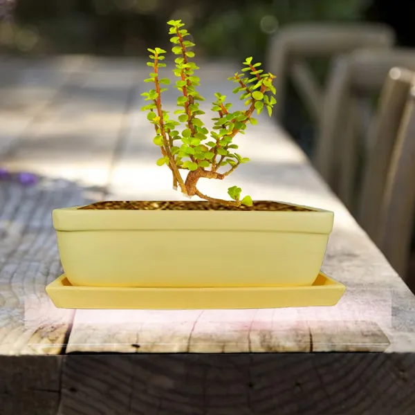 Rectangle_Saffron_Rec003_With_Plate_Saffron_Rec003_Ceramic_Pots_For_Indoor_Plants,Bonsai,Planters,Gamla,Outdoor,Balcony,Home,Garden,Succulent