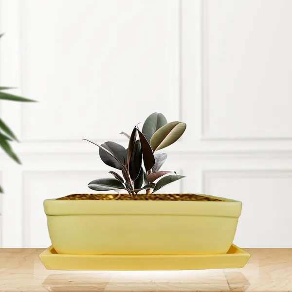 Rectangle_Saffron_Rec003_With_Plate_Saffron_Rec003_Ceramic_Pots_For_Indoor_Plants,Bonsai,Planters,Gamla,Outdoor,Balcony,Home,Garden,Succulent