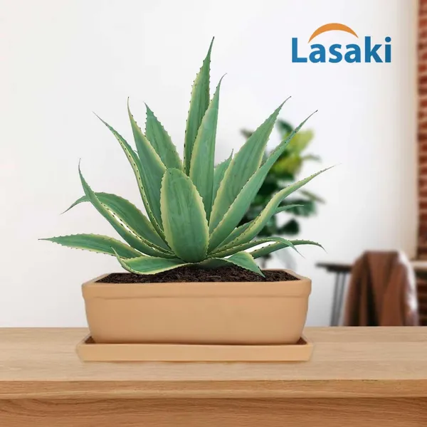 Rectangle_Ginger_Rec003_With_Plate_Ginger_Rec003_Ceramic_Pots_For_Indoor_Plants,Bonsai,Planters,Gamla,Outdoor,Balcony,Home,Garden,Succulent