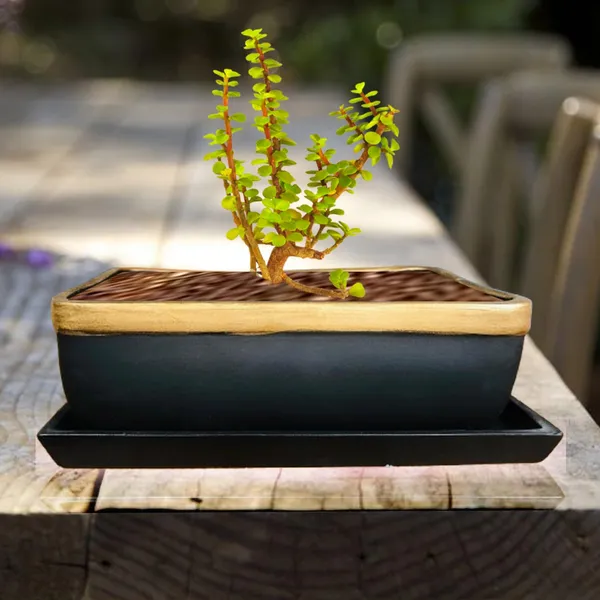 Rectangle_Black_Gold_Rec003_With_Plate_Black_Rec003_Ceramic_Pots_For_Indoor_Plants,Bonsai,Planters,Gamla,Outdoor,Balcony,Home,Garden,Succulent
