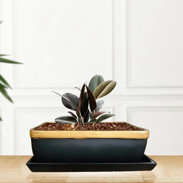 Rectangle_Black_Gold_Rec003_With_Plate_Black_Rec003_Ceramic_Pots_For_Indoor_Plants,Bonsai,Planters,Gamla,Outdoor,Balcony,Home,Garden,Succulent